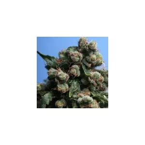 French Macaron – T.H. Seeds