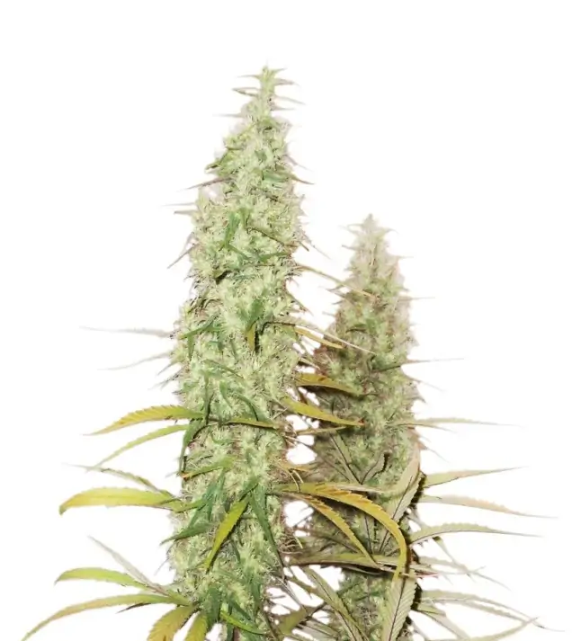 Santa Marta Haze – Seed Stockers Santa Marta Haze – Seed Stockers