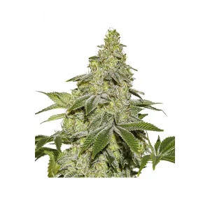 Sherbet Auto – Seed Stockers