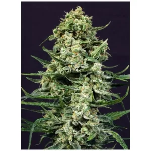 Amnesia 7 – Exotic Seed