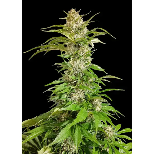 Skunk 2.0 Fast – Ganja Farmer Nasiona Skunk 2.0 Fast – Ganja Farmer Nasiona