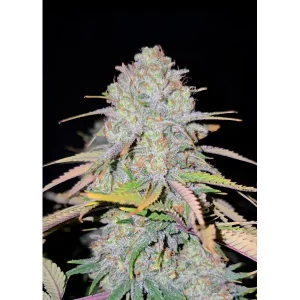 Skywalker 2.0 – Ganja Farmer Nasiona