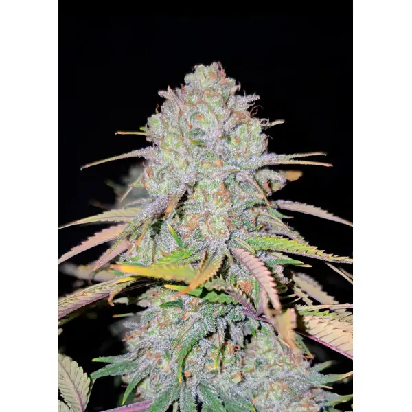 Skywalker 2.0 – Ganja Farmer Nasiona Skywalker 2.0 – Ganja Farmer Nasiona