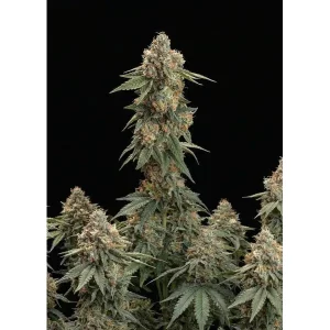 Skywalker OG – Ganja Farmer Nasiona