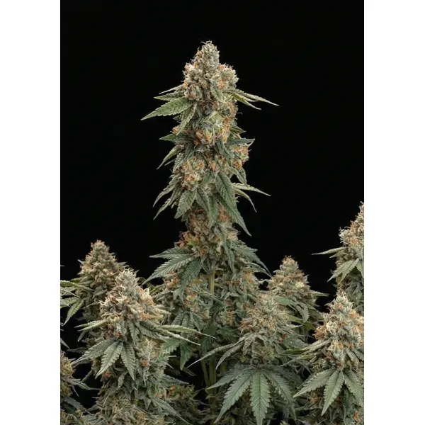 Skywalker OG – Ganja Farmer Nasiona Skywalker OG – Ganja Farmer Nasiona