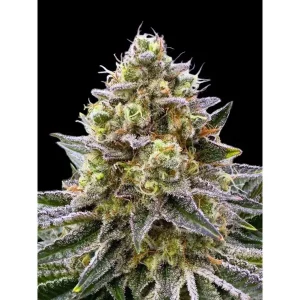 Sour Diesel – Ganja Farmer Nasiona