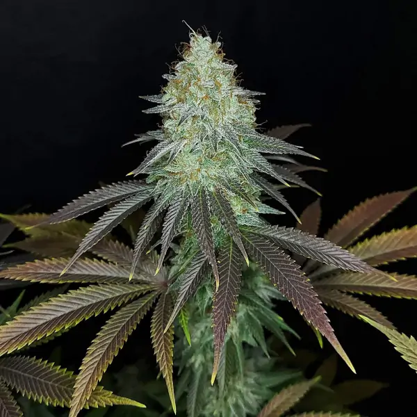 Sour OG Kush – Ganja Farmer Nasiona Sour OG Kush – Ganja Farmer Nasiona