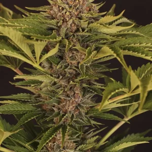 Strawberry Cola Auto – Exotic Seed