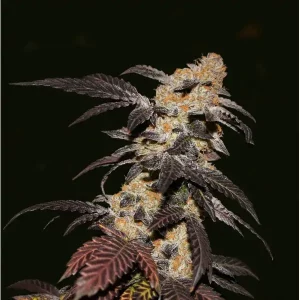 Darkstar Kush – T.H. Seeds