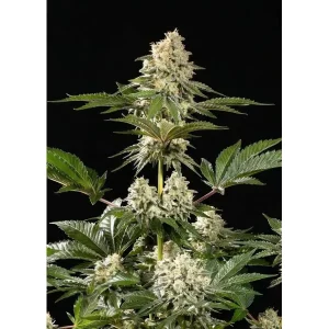 Sunset Sherbet Fast – Ganja Farmer Nasiona