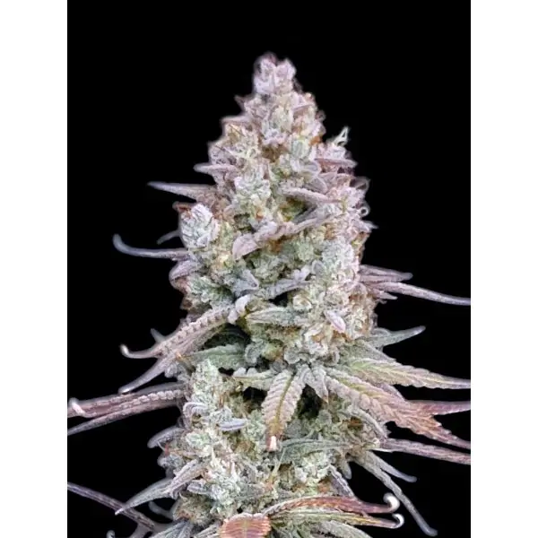 Sunset Sherbet – Ganja Farmer Nasiona Sunset Sherbet – Ganja Farmer Nasiona