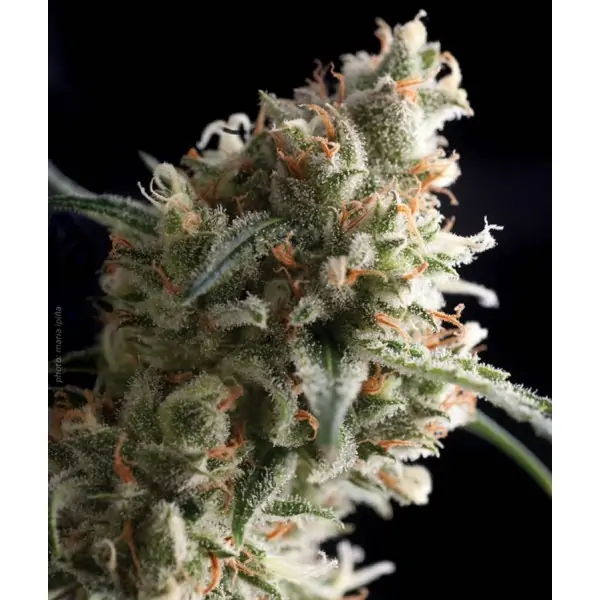 Super Hash – Pyramid Seeds Super Hash – Pyramid Seeds