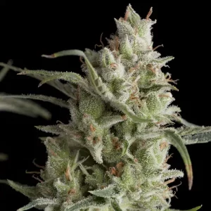 Super OG Kush – Pyramid Seeds
