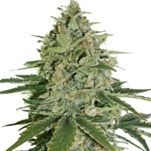 Super Skunk – Seed Stockers