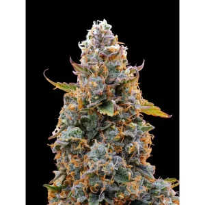 Tangerine Dream – Ganja Farmer Nasiona