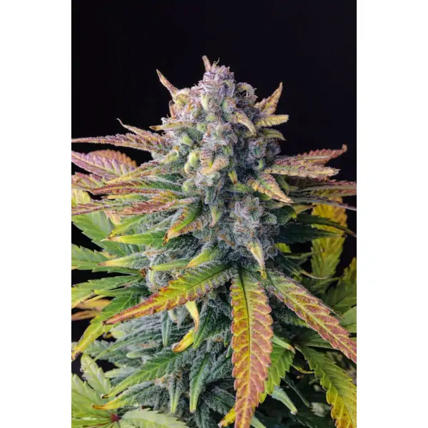 Tropicana Cookies Auto – Fast Buds Tropicana Cookies Auto – Fast Buds