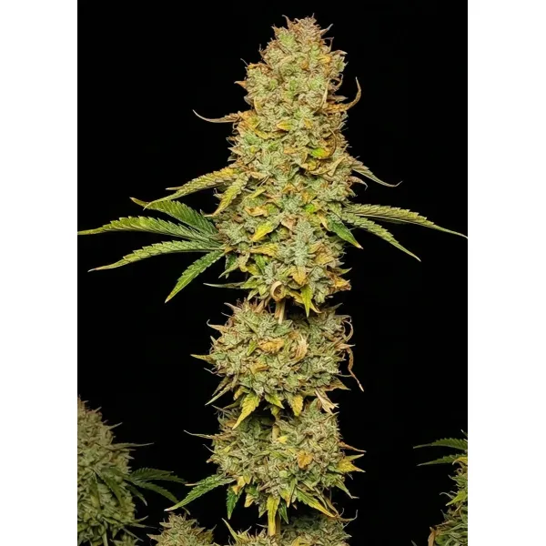 Tropicana Cookies Purple Auto – Ganja Farmer Nasiona Tropicana Cookies Purple Auto – Ganja Farmer Nasiona
