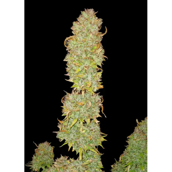 Tropicana Cookies Purple – Ganja Farmer Nasiona Tropicana Cookies Purple – Ganja Farmer Nasiona
