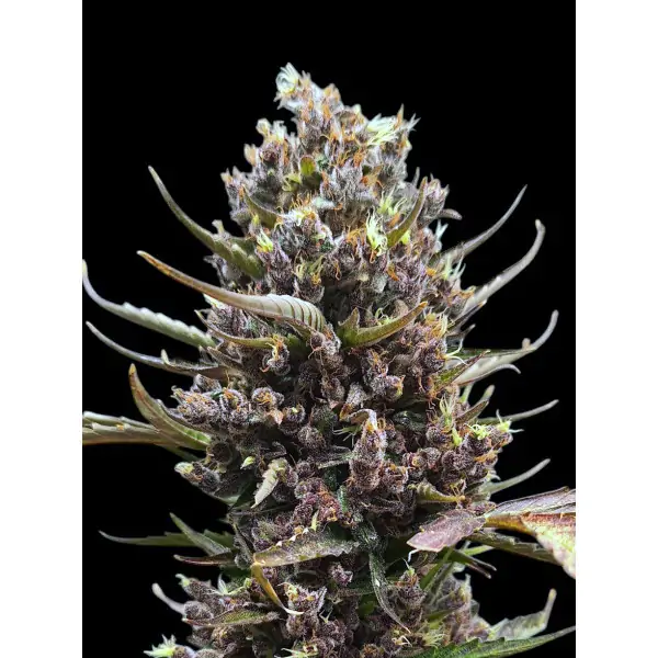 Tropicana Cookies – Ganja Farmer Nasiona Tropicana Cookies – Ganja Farmer Nasiona