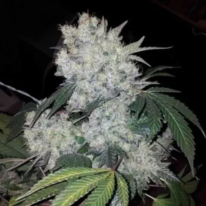 White Widow – Tanie nasiona BULK