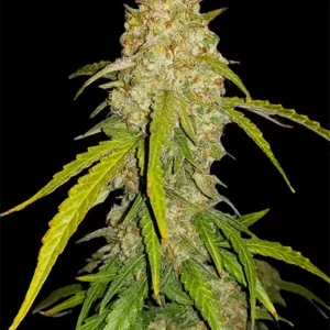 White Widow Auto – Ganja Farmer Nasiona