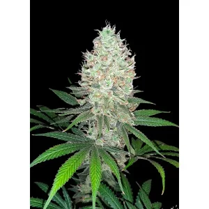 Zkittlez Auto – Ganja Farmer Nasiona