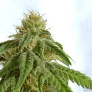 Afrodite – Kannabia Seeds