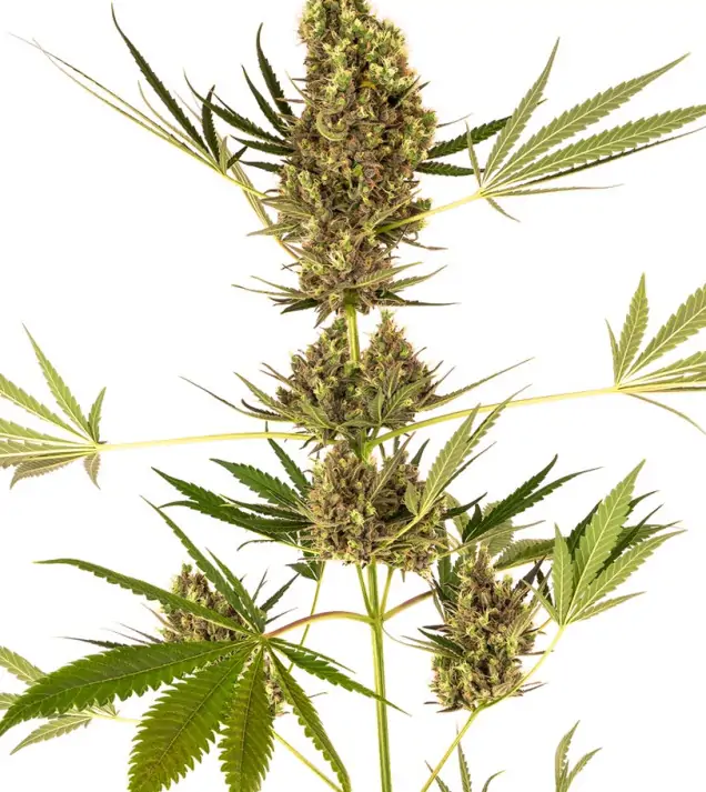 Alpine Delight CBD Auto – Sensi Seeds Alpine Delight CBD Auto – Sensi Seeds