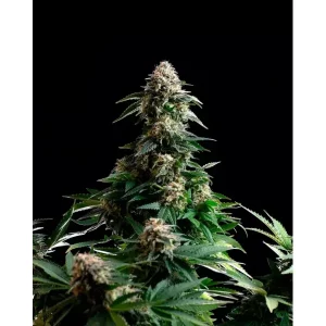 Apple Bananas – Kannabia Seeds