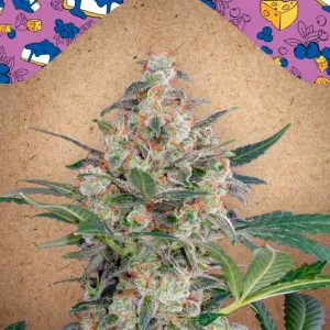 Auto Blueberry Cheesecake – Female Seeds
