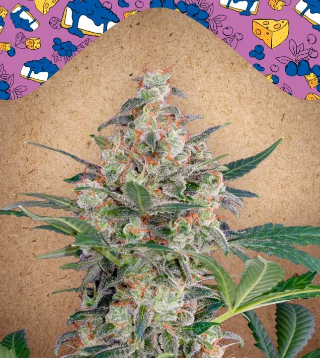 Auto Blueberry Cheesecake – Female Seeds Auto Blueberry Cheesecake – Female Seeds