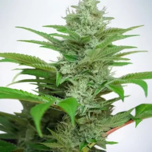 CBD Star Auto – Ministry of Cannabis