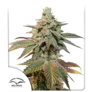 Auto Kerosene Krash – Dutch Passion