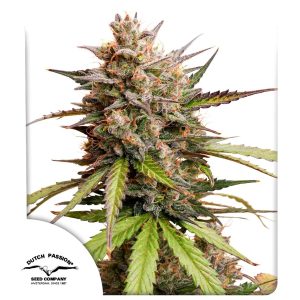 Auto Melonade Runtz – Dutch Passion