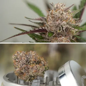 Auto Mimosa Punch – Dutch Passion
