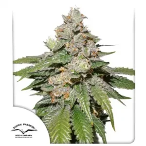 Auto Mokum's Tulip – Dutch Passion