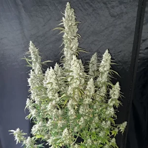 Gmo Fast – Dutch Passion