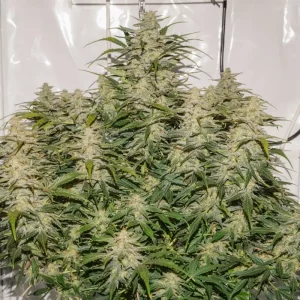 Auto SFV OG – Dutch Passion