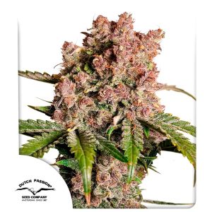 Auto Mac 1 – Dutch Passion