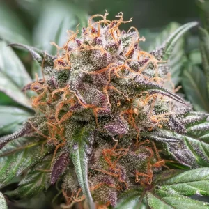 Auto Trichome and Cream – Dutch Passion