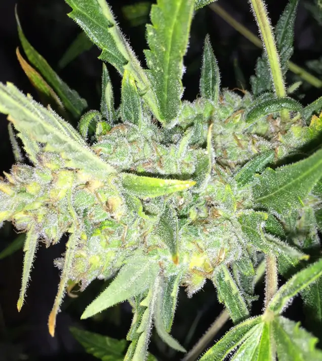White Widow x Big Bud Auto – Female Seeds White Widow x Big Bud Auto – Female Seeds