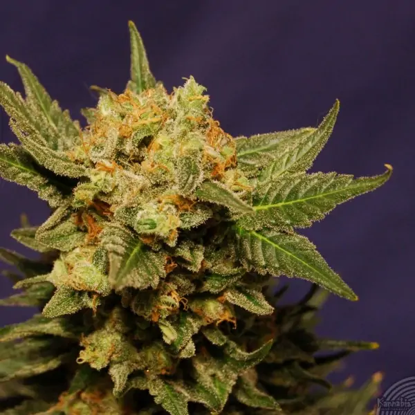 Big Band – Kannabia Seeds Big Band – Kannabia Seeds