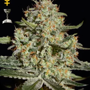 Big Bang – Green House Seeds