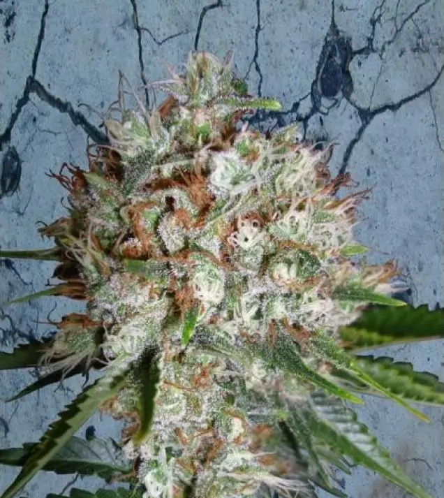 Big Bud XXL – Ministry of Cannabis Big Bud XXL – Ministry of Cannabis