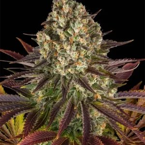 Biscotti – Barney's Farm