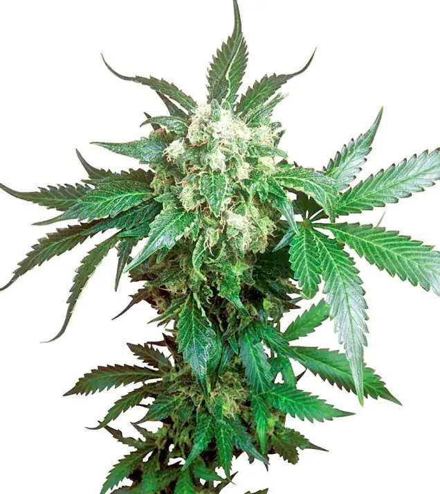 Black Domina Regular – Sensi Seeds Black Domina Regular – Sensi Seeds