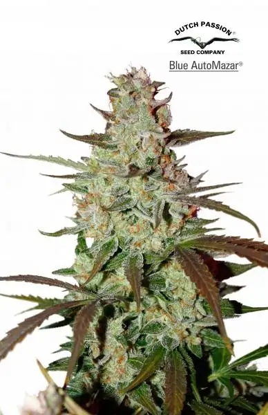 Blue Auto Mazar – Dutch Passion Blue Auto Mazar – Dutch Passion