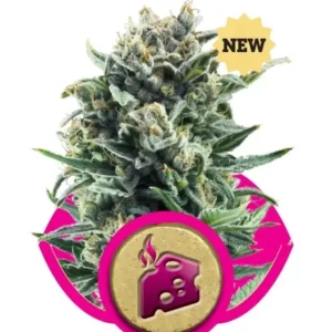 Blue Cheese – Royal Queen Seeds