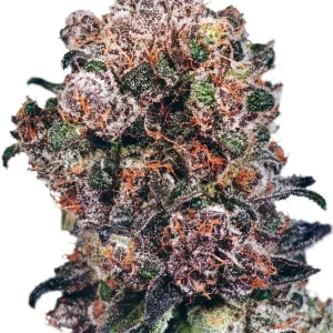 Blueberry – Dutch Passion