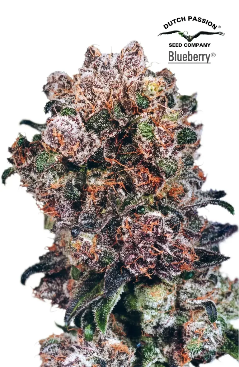 Blueberry – przewodnik po legendarnej odmianie DJ Shorta